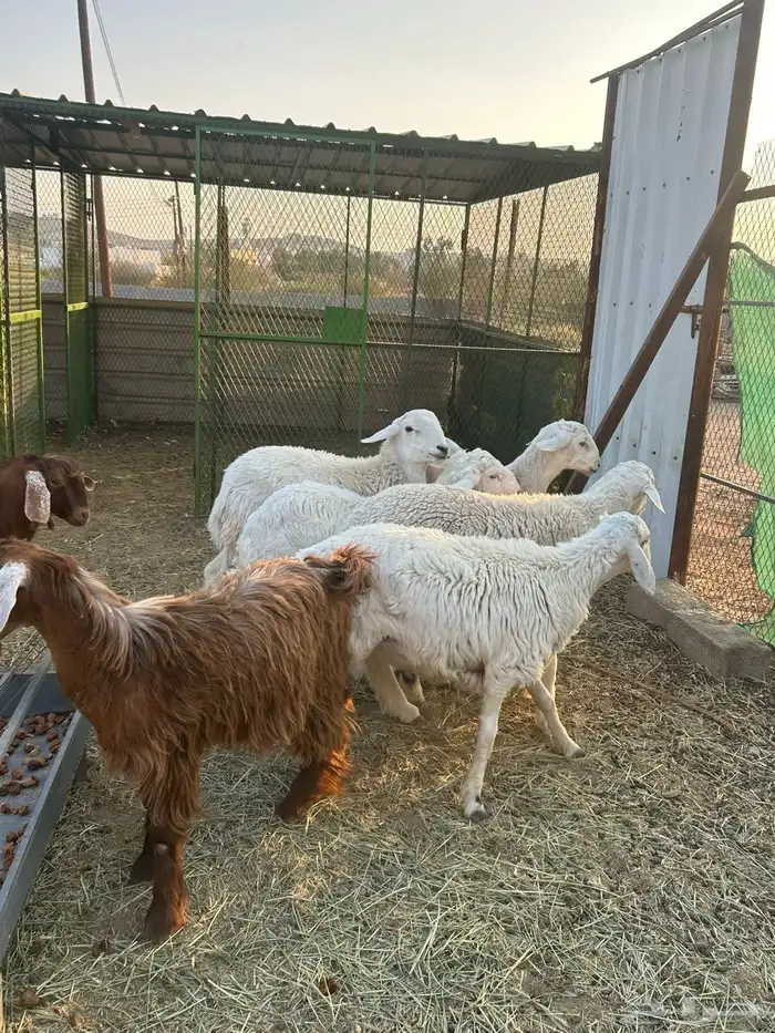 طلين للبيع 4