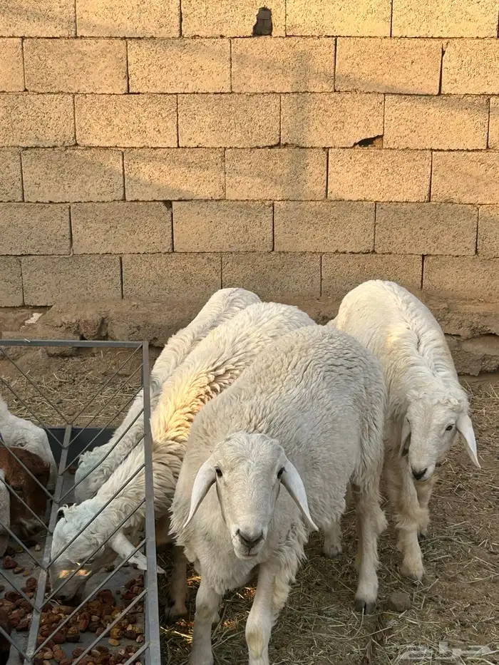 طلين للبيع 2