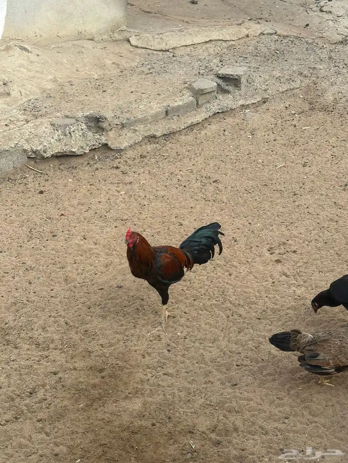 ديوكه مهجنه 0