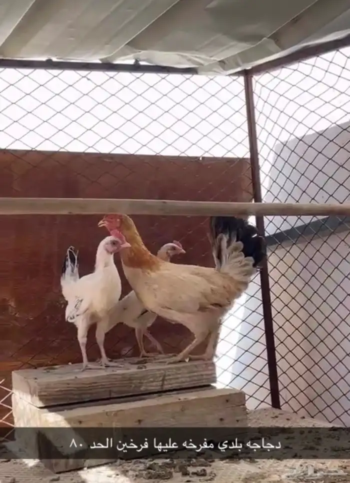 دجاجه بلدي مفرخه شررط 0