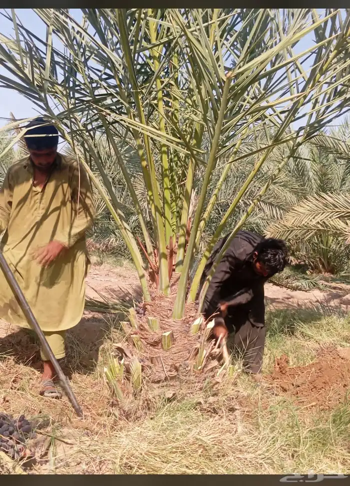يوجدلديناجميع انواع انخل العربي والواشنطن ازينه للبيع 10
