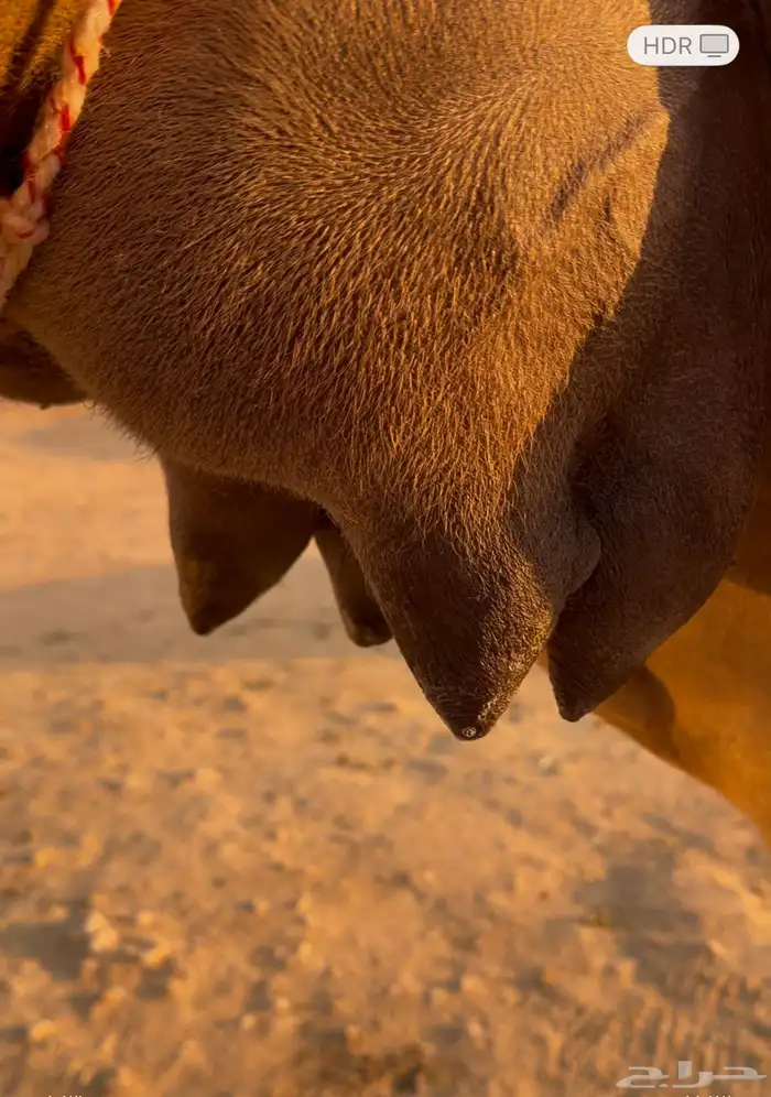 ناقه خلفه مصغر مجهم 1