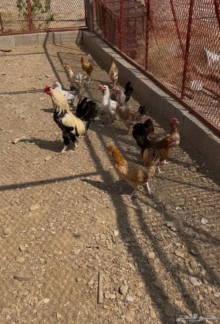 دجاج بلدي للبيع 0