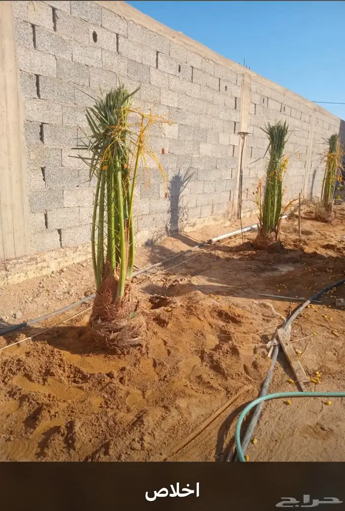 يوجدلديناجميع انواع انخل العربي والواشنطن ازينه للبيع 14