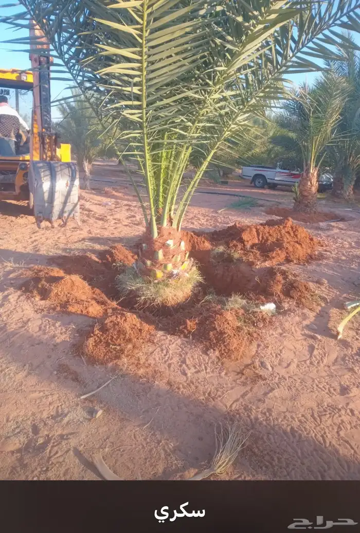 يوجدلديناجميع انواع انخل العربي والواشنطن ازينه للبيع 12