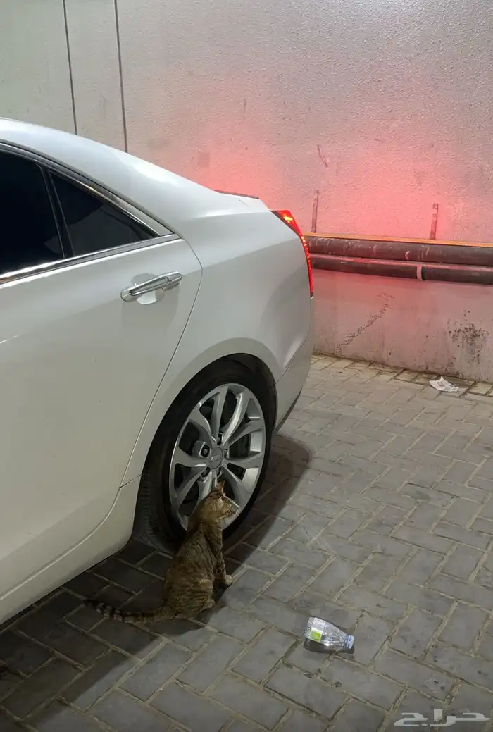 كدلك فل كامل نضيف Ats 1