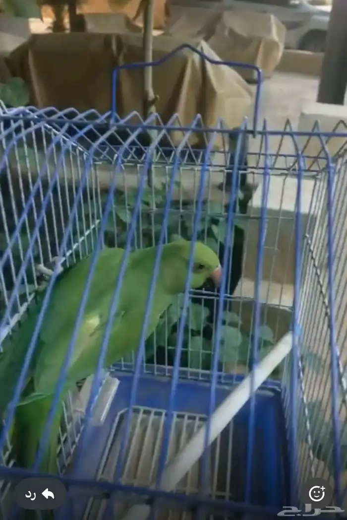 انثى درة جاهزة للانتاج 0