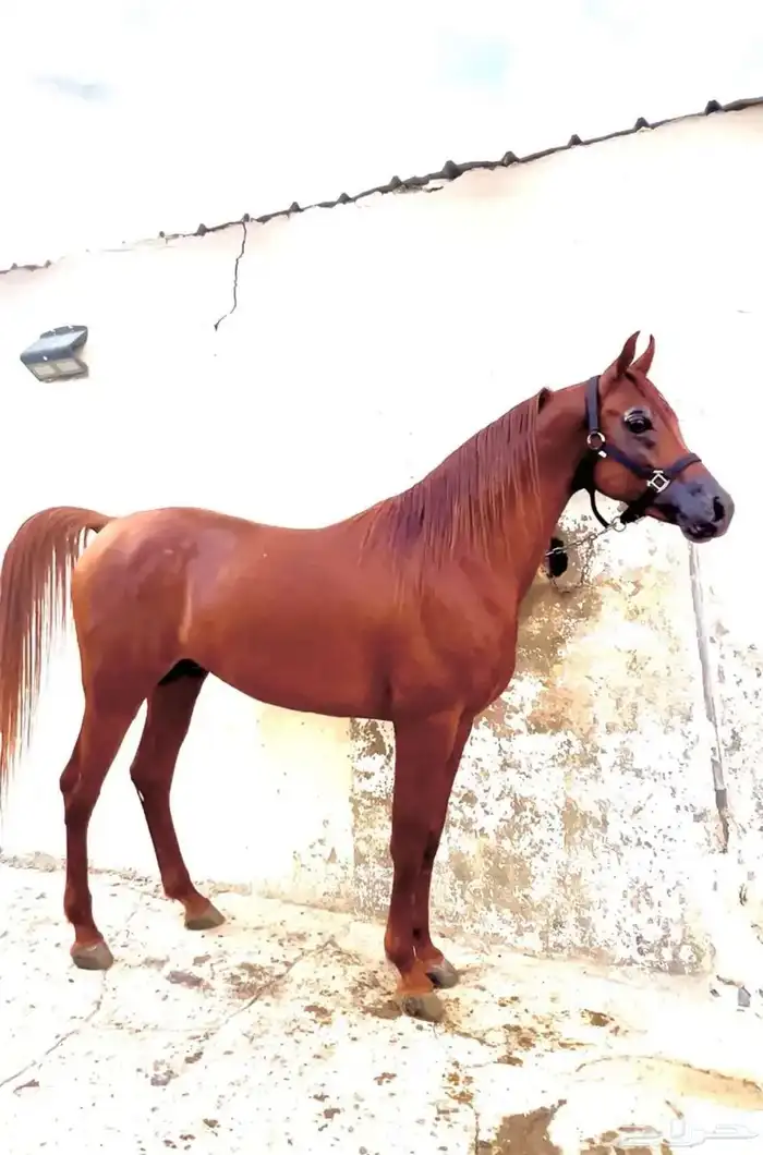 خيل عربي مصري فاخرر ورق 1