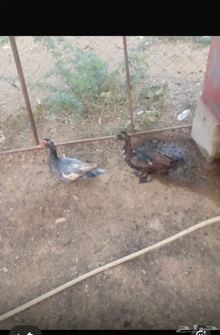 ما شاء الله زوج بط ممتاز جدا 0