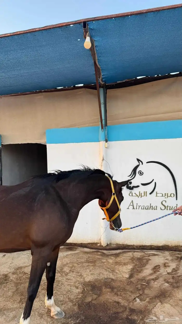 فراس واهو فاااخر 4