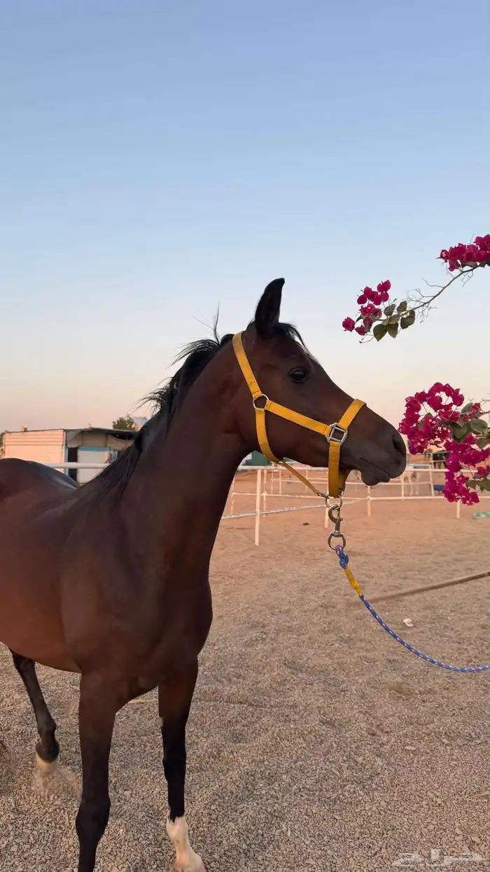 فراس واهو فاااخر 2