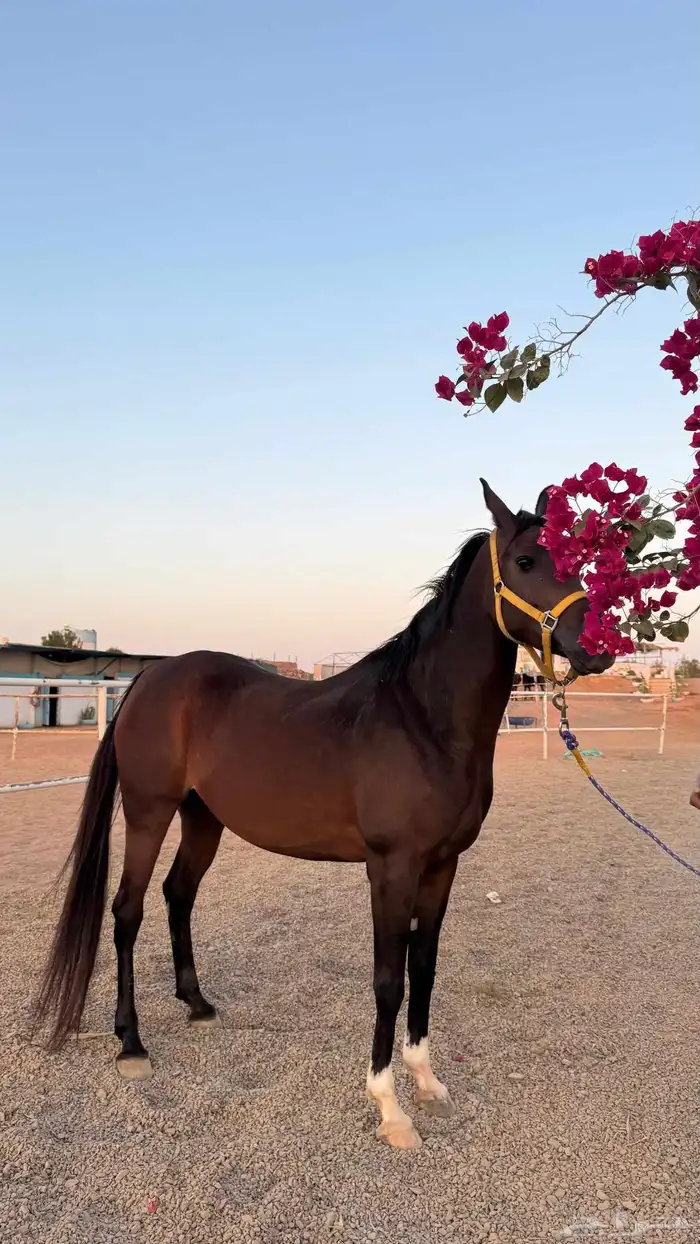 فراس واهو فاااخر 3