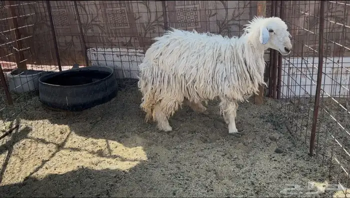 للبيع رخل جبره شحم وحايل رباع 0