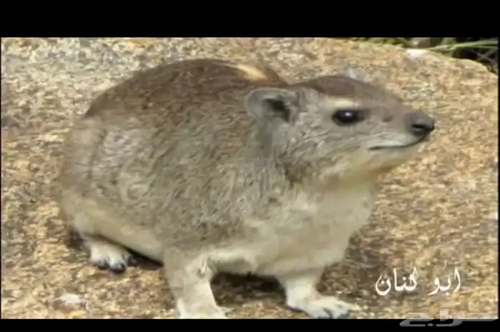 للبيع محميه كامله 0