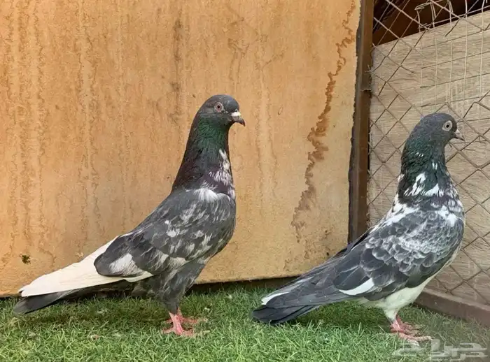 حمام بكستاني للبيع 2