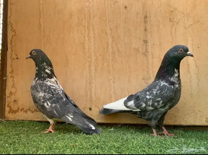 حمام بكستاني للبيع 1