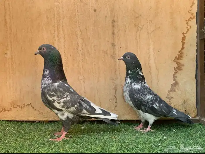 حمام بكستاني للبيع 0