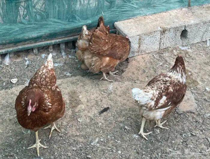 بيض دجاج لوهمان 1