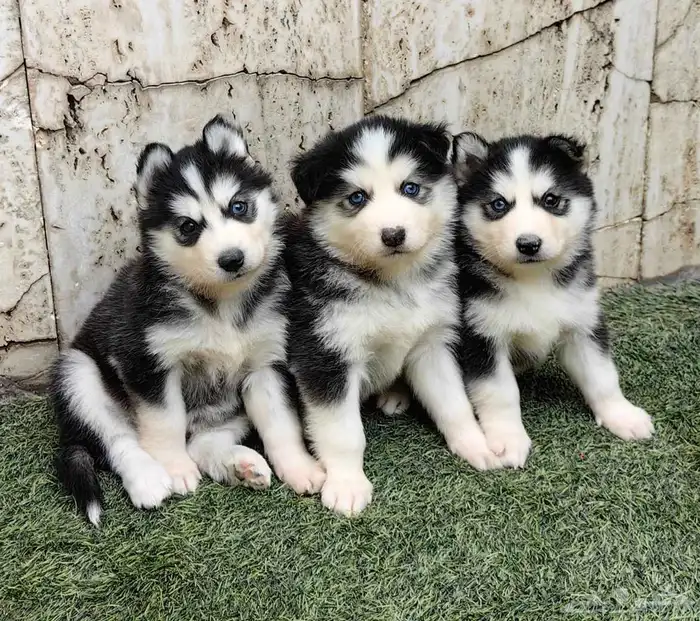 كلاب هاسكي جراوي 0