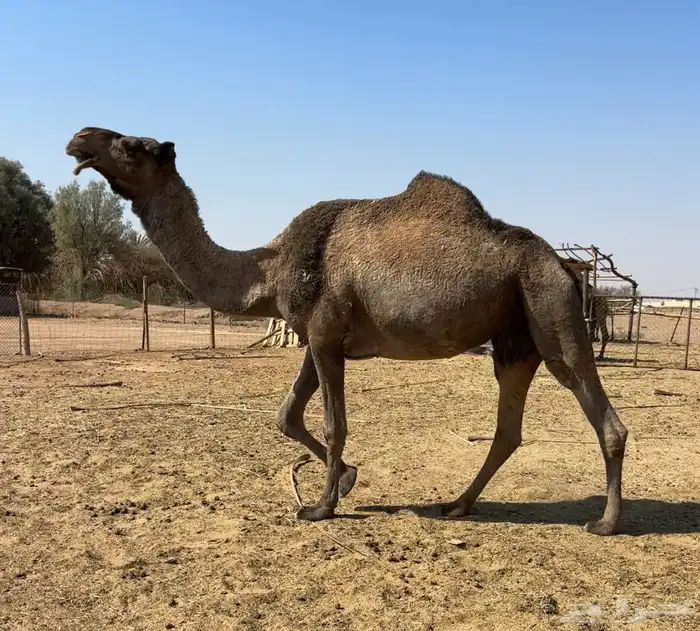 لقحه صفرا طيبه 0