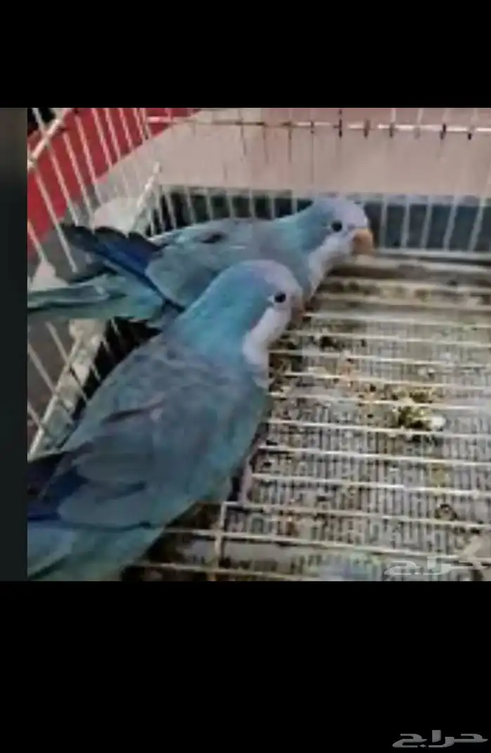 عشه كويكر اجواز حقت انتجه 0