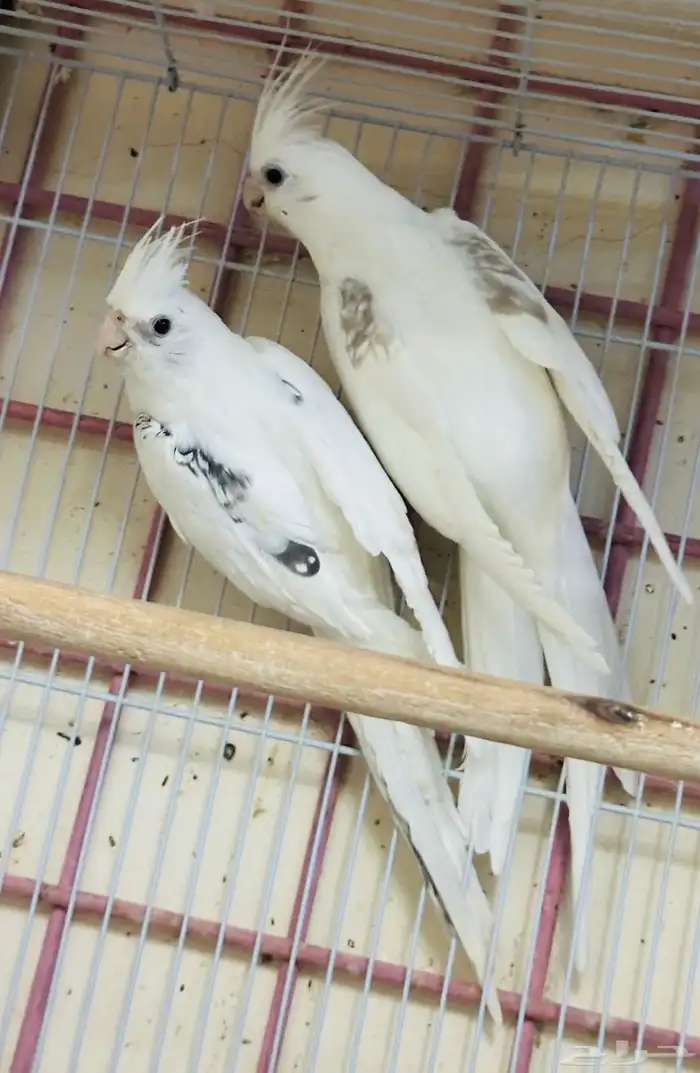 زو كروان مستوى فخم 1