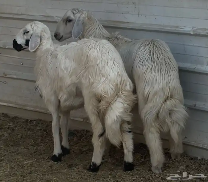 خروف ورخل فل 1