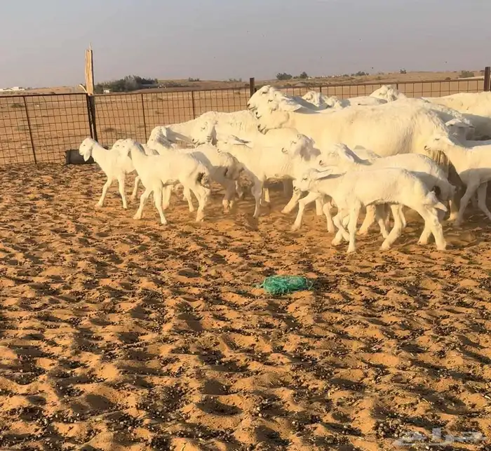 حريات مواليد فاخره 0