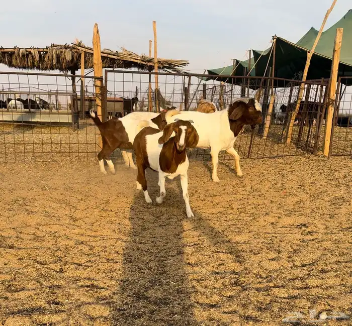 ماعز بورقت اشباب 1