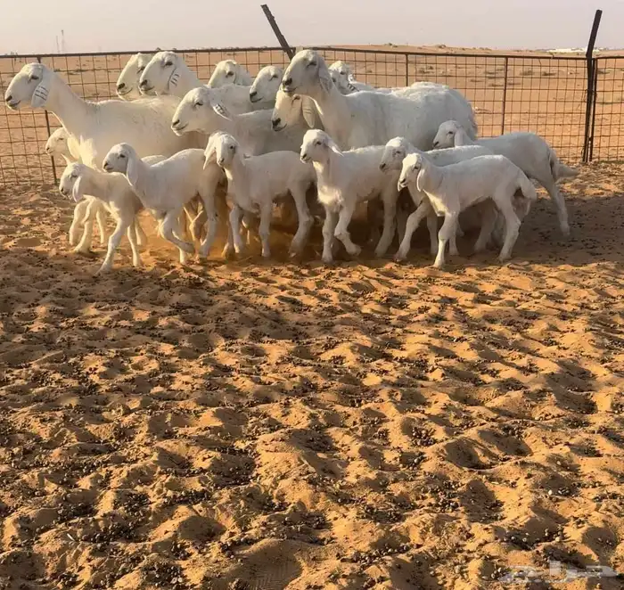 حريات مواليد فاخره 2