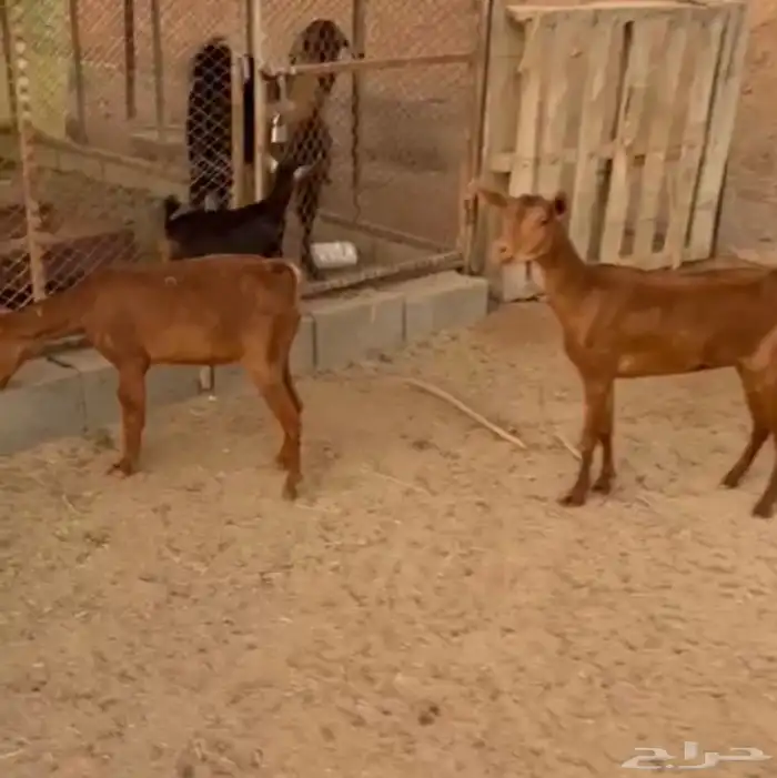 عنزين رعويه 1