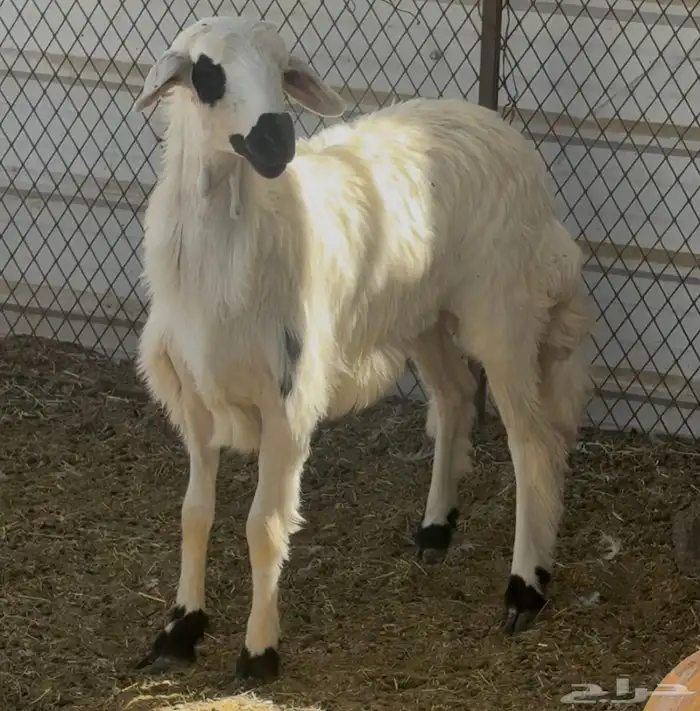 خروف ورخل فل 0