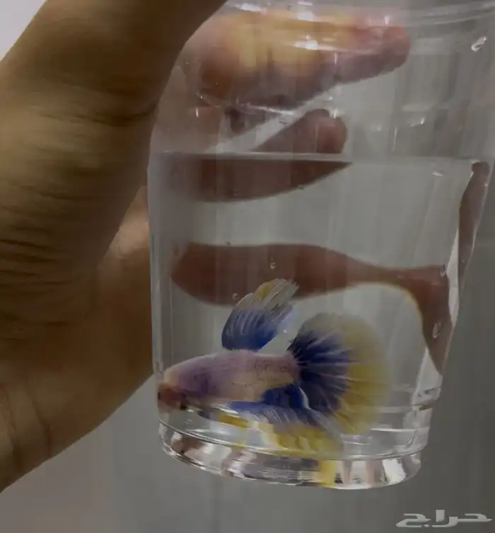 سمك فايتر سعر التفريد 8  الجمله 5 5