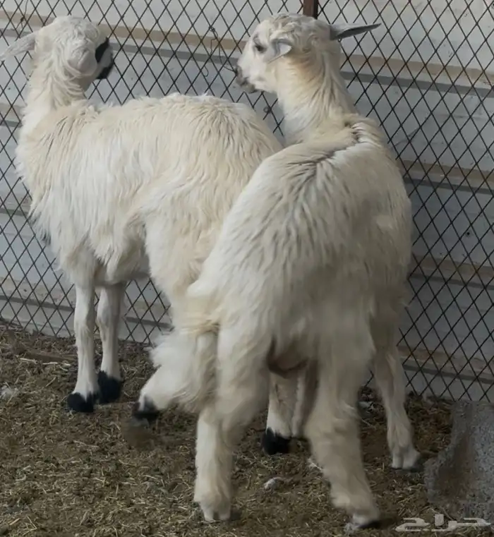 خروف ورخل فل 4