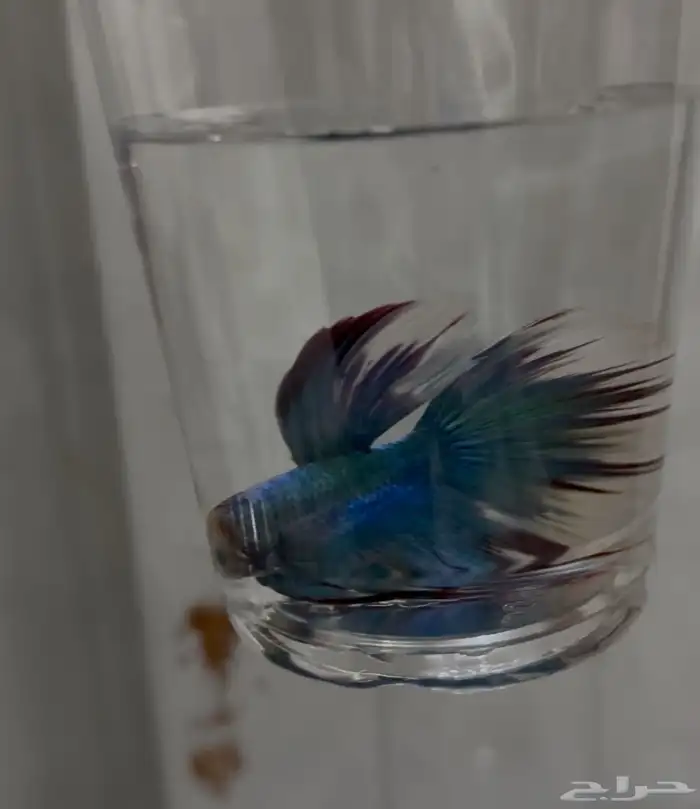 سمك فايتر سعر التفريد 8  الجمله 5 6