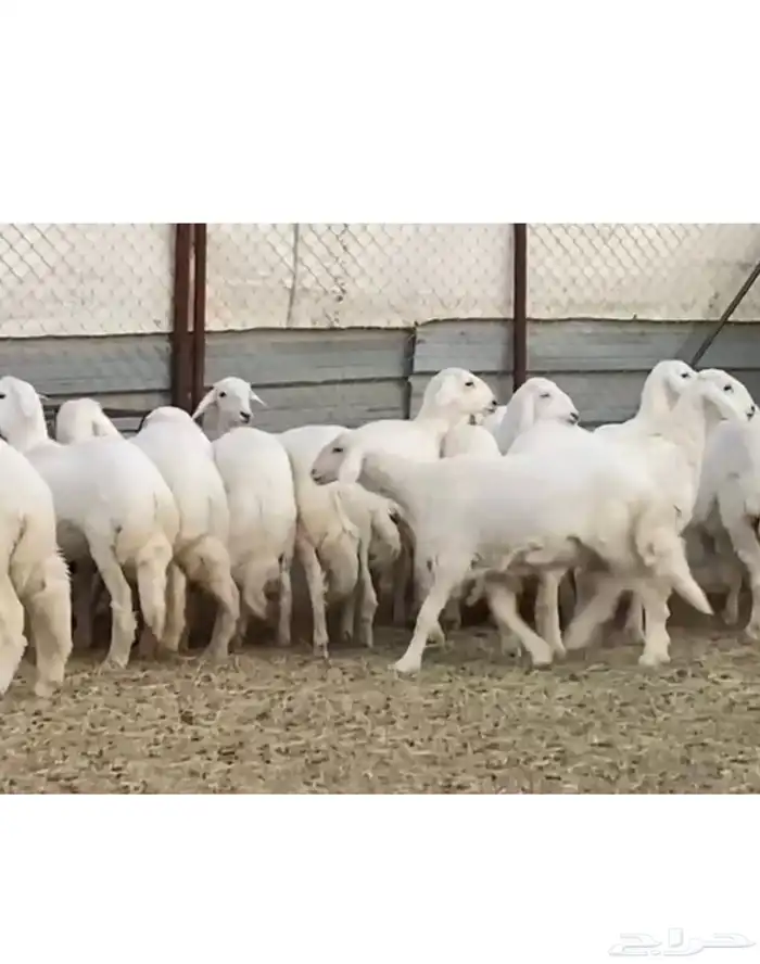 رخال صنف للبيع 0