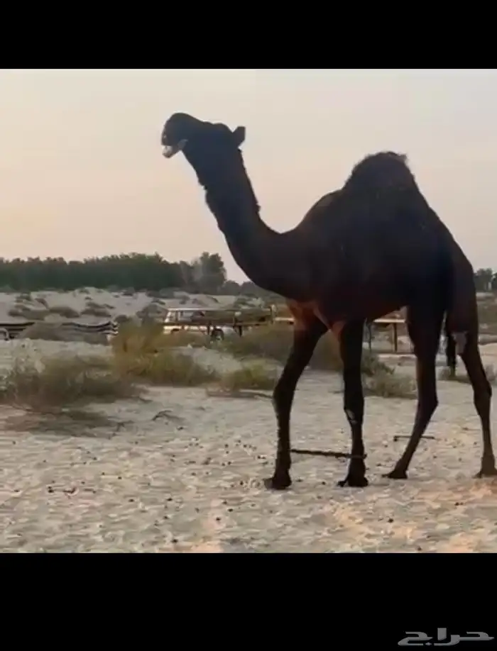 بعير رايح جذع 0