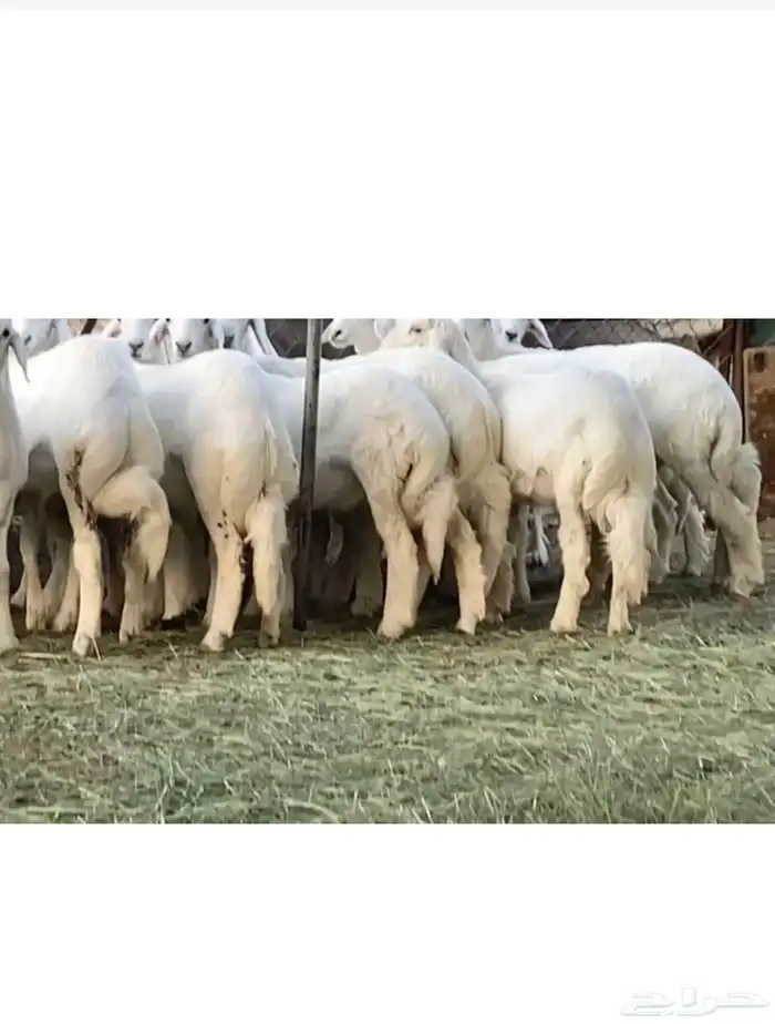 رخال صنف للبيع 2