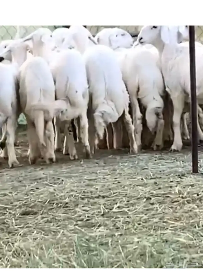 رخال صنف للبيع 4