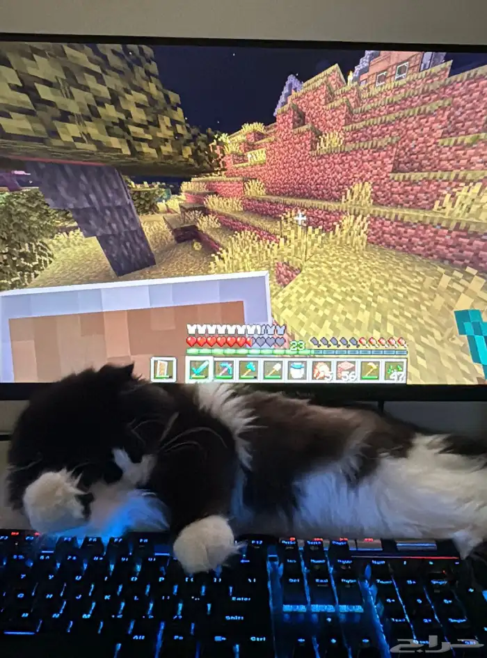 قط شيرازي ذكر 2