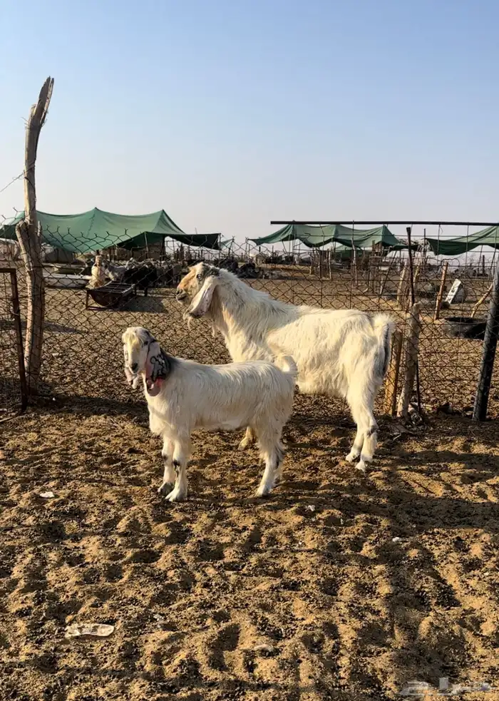 فحل مصري اصل 0