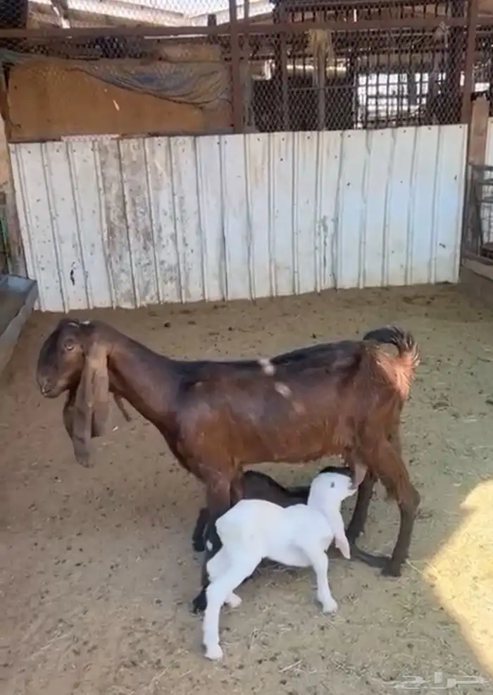 عنز مشروكه متبع 0