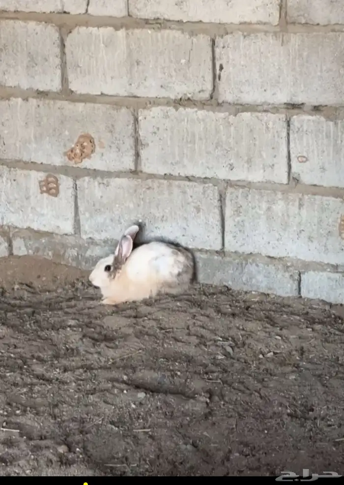 ارنب انثى للبيع كبيره  الون حلو التواصل . 1