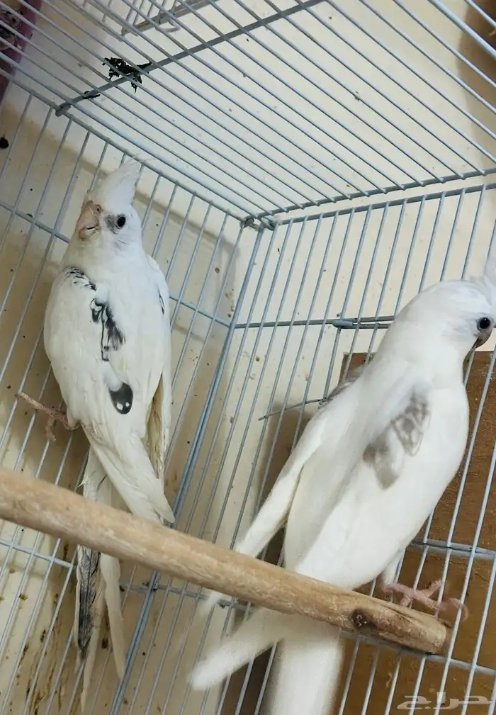 زو كروان مستوى فخم 3