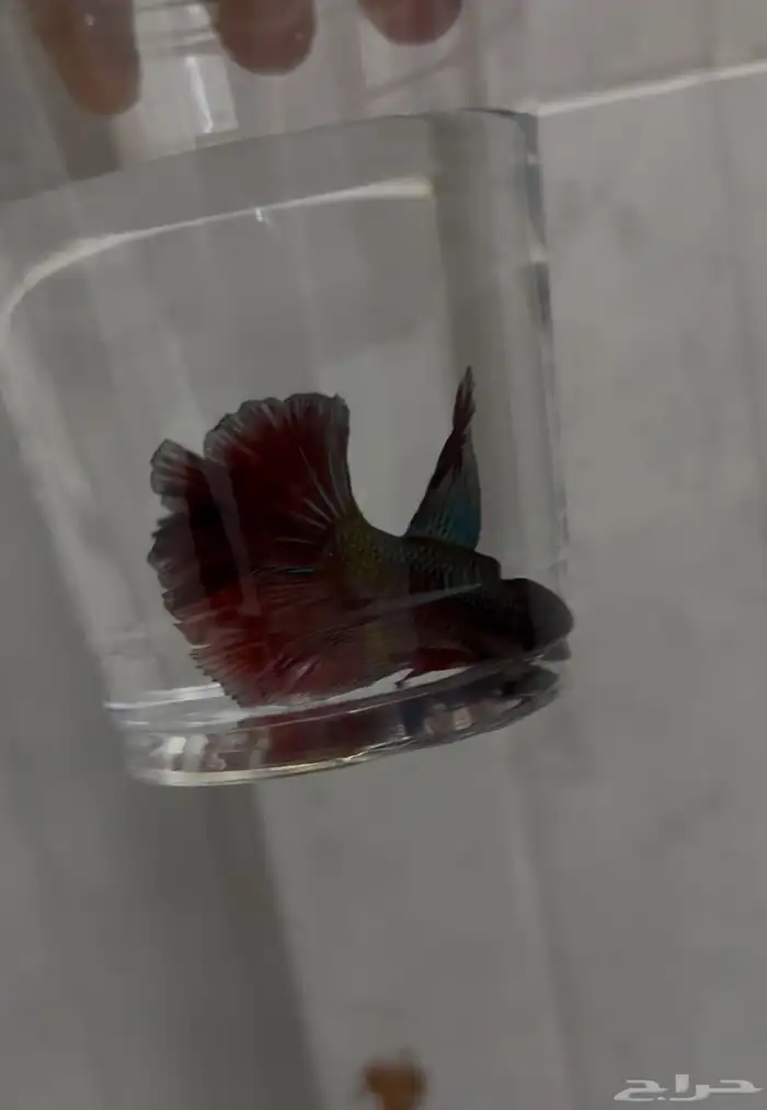 سمك فايتر سعر التفريد 8  الجمله 5 2