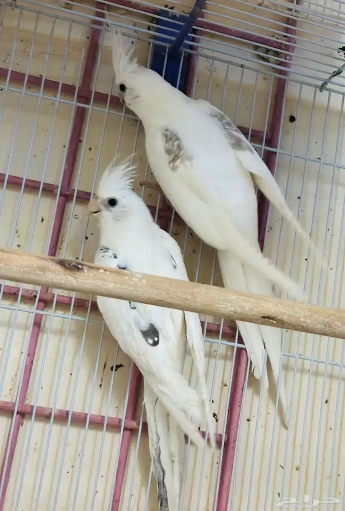 زو كروان مستوى فخم 0