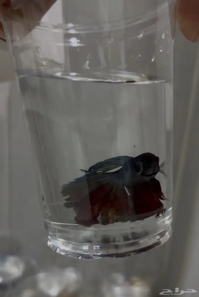 سمك فايتر سعر التفريد 8  الجمله 5 4