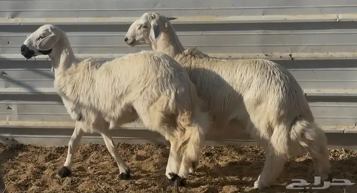 خروف ورخل فل 2