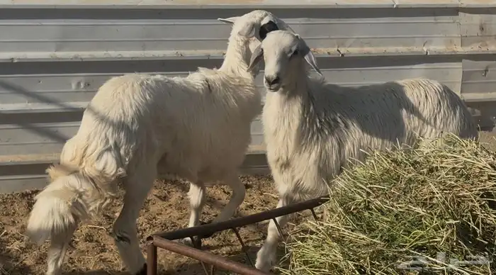 خروف ورخل فل 3