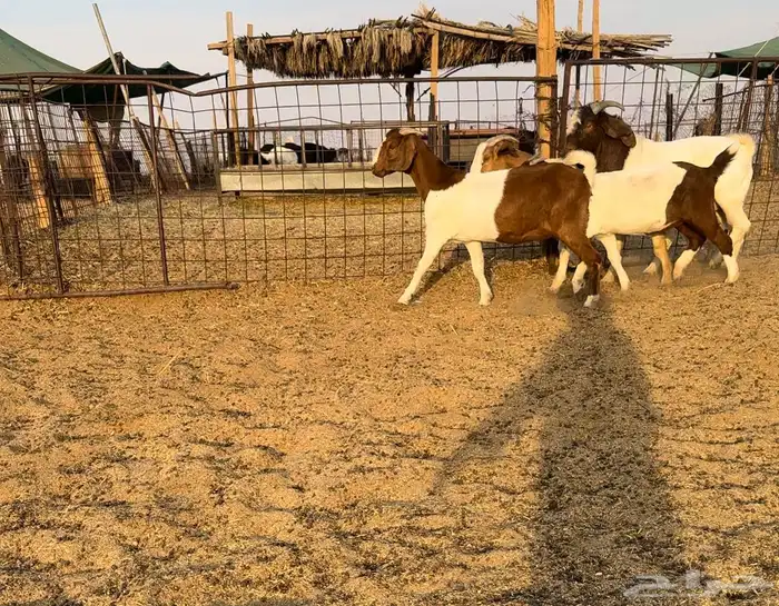 ماعز بورقت اشباب 2